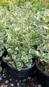 ไทรสาริกาด่าง กระถาง 11 นิ้ว ต้นสวยและแข็งแรง (กทม)