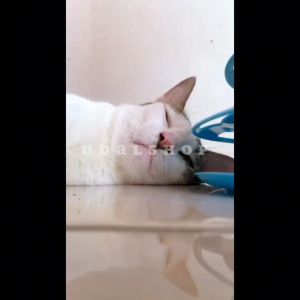 Dispenser Tempat Minum Kucing Anjing Pet Water Fountain Air Mancur Elektrik USB