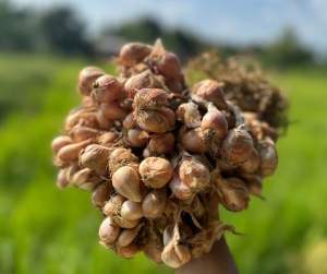 หอมแบ่ง 1 กิโลกรัม พร้อมปลูก หัวสวย