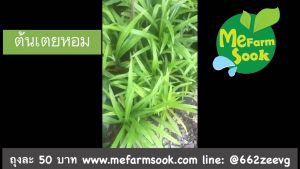 ต้นเตยหอมพร้อมปลูกลงดินต้นสูงประมาณ 15-30 ซม.พร้อมส่งส่งพร้อมกระถางขนาด6นิ้วMefarmsook