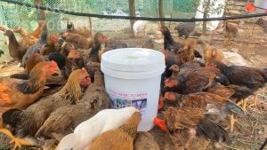 MÁNG UỐNGCỐC UỐNG NƯỚC TỰ ĐỘNG CHO GÀVỊTNGAN HIỆU QUẢ NHẤT.