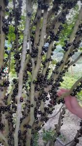 [HOT SELLING] Pokok Anggur Brazil hybrid cepat berbuah/  Brazilian Grape Tree/ Jabuticaba Live Plant