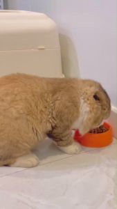 HM ชามอาหารสัตว์เลี้ยง 4 ชามอาหาร 1หลุม ชามอาหารหมา ชามอาหารแมว