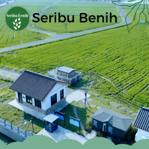 Benih Bayam Hijau Unggul BENUA - Bibit Bayem Sayuran Hidroponik Seed