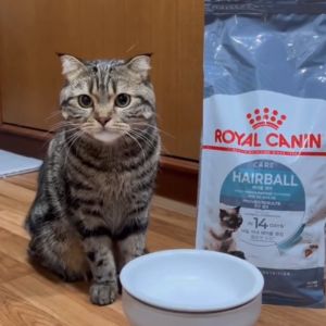 Thức ăn hạt cho mèo Royal Canin INTENSE HAIRBALL - hỗ trợ tiêu hóa búi lông