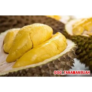 Bibit Durian Musangking Super