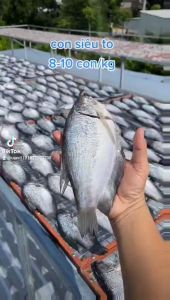 Khô cá sặc rằn khô cá sặc bổi THƯỢNG ĐẲNG U MINH CÀ MAU- ĐẶC SẢN MINH TRIẾT