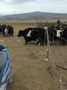 Heavy-duty galvanized stainless steel mesh fence quick-lock design isolation zone net livestock area division farm isolation device