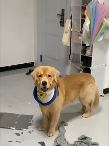 พร้อมส่ง🐶ของเล่นสุนัข รูปทรงเป็ด ของเล่นเคี้ยว สามารถทำเสียงได้ ที่ทนทาน สําหรับทําความสะอาดฟัน ของเล่นสัตว์เลี้ยง