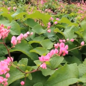 Rosensky Stingless Bee Honey Itama – 60ml / 100ml / 180ml | Madu Asli Kelulut | Pure Stingless Bee Honey | 纯天然纯正蜂蜜