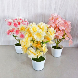 Sampai7an PBP111: Tanaman Hias Anggrek Pot Plastik & Dekorasi Meja