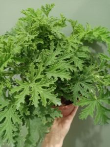 Ready stock ⚠️Herbs Mosquito Live Plant Pokok Nyamuk Herba Pelargonium Citrosum 驱蚊树