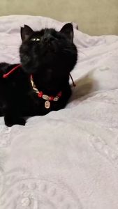 LUCKYCAT Kolar Kucing Braided Chinse Style Bring Luck Cat Collar 16-32CM 宠物猫项圈