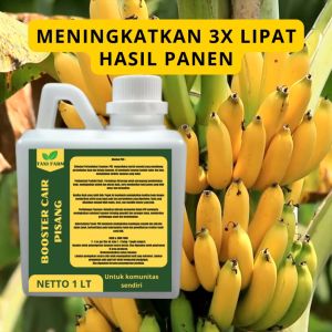 Pupuk Semprot Pelebat Buah PISANG Pupuk Pelebat Buah PISANG Pupuk Penyubur Buah PISANG ZPT