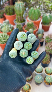 Lophophora Williamsii / Diffusa (Seeding) / 实生银冠玉 乌羽玉