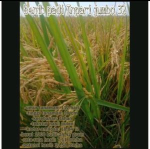 Benih bibit padi INPARI 32 JUMBO kemasan 1KG