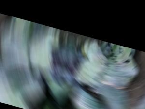 Growing Purple Cabbage: Cabbage Seed Varieties & Cultivation Tips