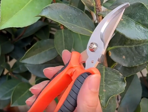[READY STOCK] Garden Pruning Shears | Sharp Blade | For Flowers Stems & Branches