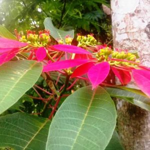 BIBIT KETELA HIAS MERAH SAYUR PANGKASAN
