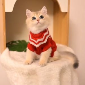 Kittens Clothes Puppy Autumn and Winter Clothing Knitting Sweater Golden Gradually Layer Ragdoll British Shorthair Blue Cat Cute Cat Clothing