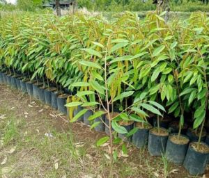 durian Montong.buruan order mungpung musim.