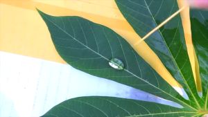 เอฟอช (AFORCH) สารจับใบ สารเร่งการดูดซึม 1 ลิตร