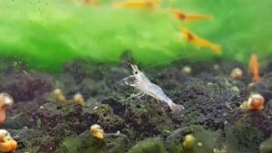 【Sus Aquatic】SULAWESI BOXER SHRIMP / KUNG-FU SHRIMP - 拳击苏蝦【WITH MINERAL 8.5 ONLY】