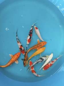 Japan Koi local breed Premium Grade 5-6” 10pcs HARI RAYA COMBO OFFER AT 1288