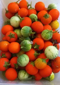 Buah terong duri buah terong hutan terong pari 500 gram