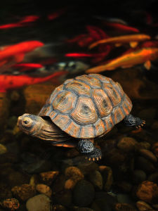 Artificial Animal Fake Turtle Model Garden Courtyard House Outdoor Pool Fish Pond Landscape Resin Decorations Ornaments