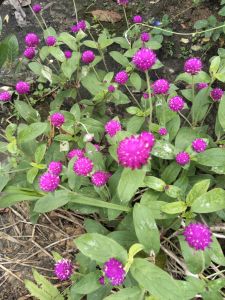 Pokok bunga butang warna purple