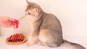 50PCS Sosis Kucing Sosis Anjing Cemilan Kucing Puppy Training Snack 15gr/pc