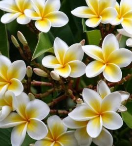[BUNGA HIAS BALI]BIBIT STEK POHON KAMBOJA DENPASAR BALI -+50 cm(JEPUN BALI)REAL PICTURE/KAMBOJA KUNING PUTIH/TANAMAN POHON TAMAN & KEBUN