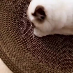 Oval Cat Scratcher Plus-Size Durable Scratch Resistant And Debris Free Premium Cat Scratch Board