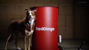 Red Dingo Durable Toys