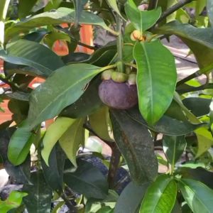 Bibit Manggis Non Biji Termurah Kualitas Unggul Habisin Stok