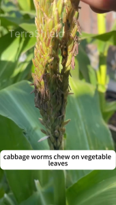 Specially kills piercing-sucking pests Strong systemic conduction Systemic insecticide Botanical insecticide spray Vegetable insecticide Systemic insecticide Rice insecticide