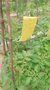30/50/100cm Pelekat serangga Double-Sides Yellow Sticky Trap Flies Trap Insect Stick Strong Sticky Flie COD Double Sides Yellow Sticky Insect Sticky Attractant Fly Glue Boards for Pest Management Protect fruit tree