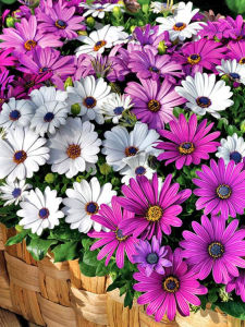Simple to Plant Easy to Survive Small Courtyard Balcony Empty Flower Pot Some Shasta Daisies Also Known as Blue Eye Daisies