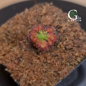 Drosera Mannii x Omissa [Pygmy Sundew Drosera][Carnivorous Plants][GILAGARDEN]