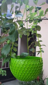 chậu treo nhựa kiểu tổ ong size 12cm và 20cm