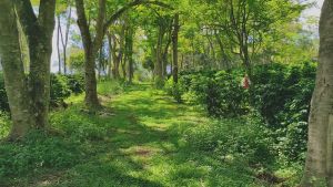 Dong Son 1KG 100% Single Origin Catimor Arabica Coffee Bean Premium Vietnam Kopi Catimor 单品咖啡