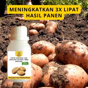 Pupuk Kentang Cepat Berbuah & Pelebat Kentang