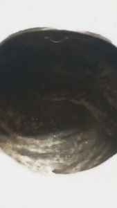 บ้านกะลานก บ้านกะลาลับเล็บ บ้านกะลานกลับเล็บ ไซส์ไหญ่ 120 บาท นอนได้ เล่นได้ ฝึกปีนได้ ฝึกไต่ได้ ไม่ลื่น สาก ช่วยเรื่องการยืดเกาะชูการ์ ช่วยลับเล็บชูการ์ให้ทื่อ ไม่แหลม ไม่คม นกลับเล็บ