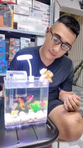 Mèo Đu Thành Bể Cá (Trang Trí Bể Cá Cảnh) (Size 6cm)