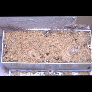 เหยื่อกำจัดปลวก Exo termite bait ขนาด 400 กรัม SKU1870