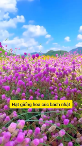 Hạt Giống Hoa Cúc Bách Nhật Mix - 1 gói 100 hạt