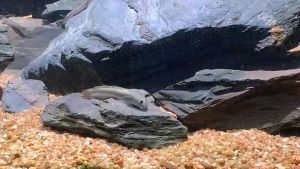 [Siêu Sale] 1KG Đá Vỉa Tuyển Chọn Setup Bể Thuỷ sinh