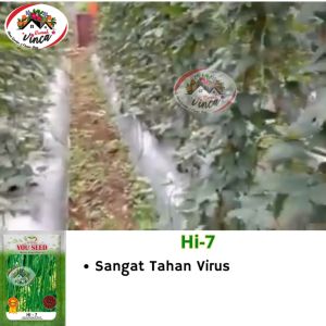 Benih Bibit Biji Kacang panjang Manis Hi 7 You Seed 500g Kacang Panjang Tahan Gemini Virus Benih Sayuran Berkualitas Daya Tumbuh Tinggi - Lazada