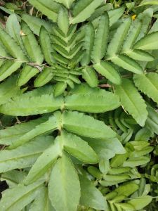 daun daun cocok bebek atau daun bunting segar 10 lemba obat panas dan meruang